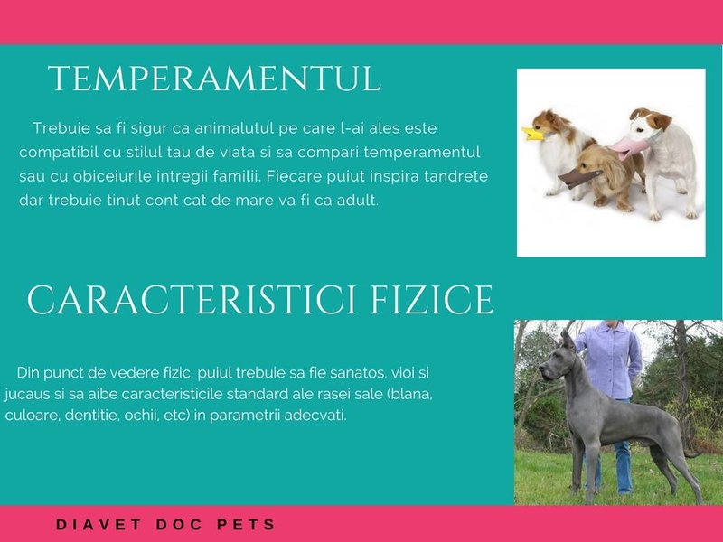 Diavet Doc Pets - Cabinet veterinar