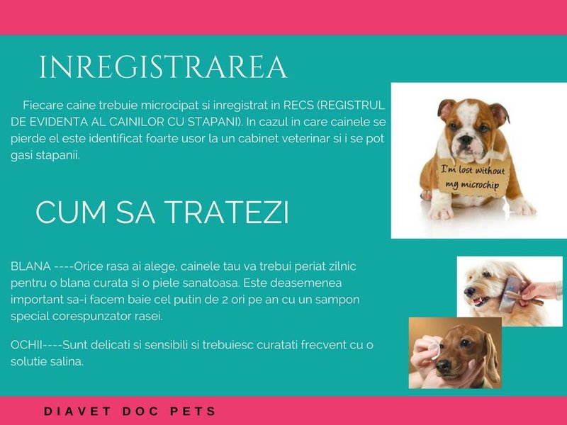 Diavet Doc Pets - Cabinet veterinar