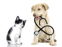 Diavet Doc Pets - Cabinet veterinar