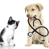 Diavet Doc Pets - Cabinet veterinar